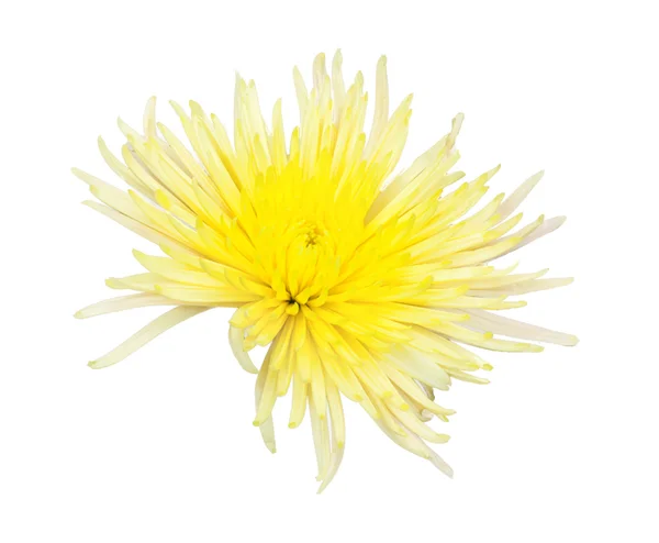 Yellow and red chrysanthemum isolated on white — Stock Photo, Image