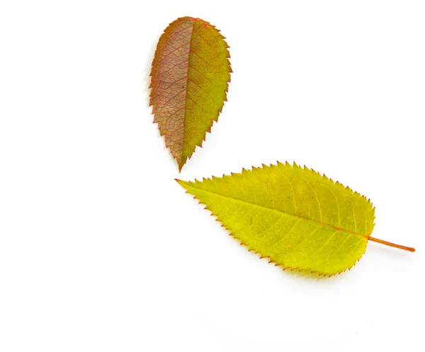 Zwei Herbstblatt auf weißem Hintergrund — Stockfoto