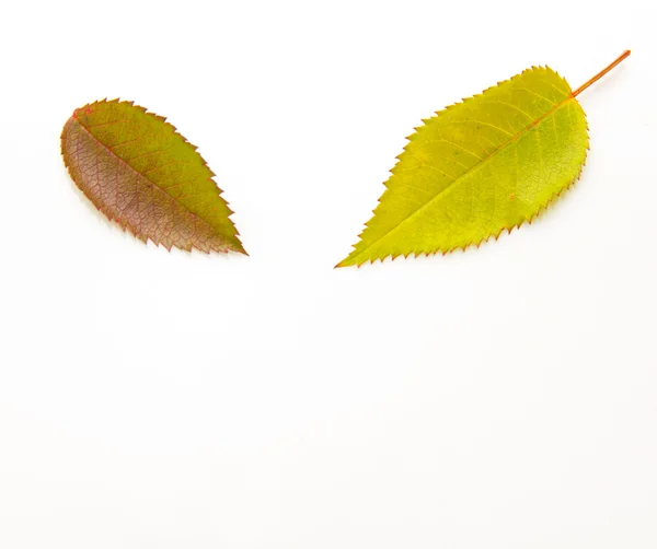 Duas folhas de outono no fundo branco — Fotografia de Stock