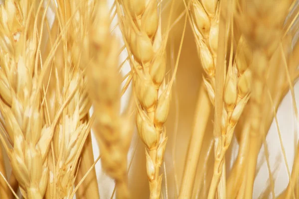 Pšenice jako pozadí, detail — Stock fotografie