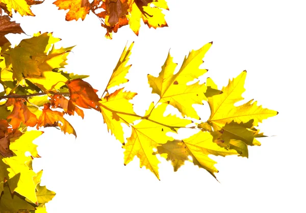 Hojas de arce de otoño aisladas sobre un blanco —  Fotos de Stock