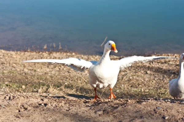 Cisne enojado macho en el lago del bosque — Foto de Stock