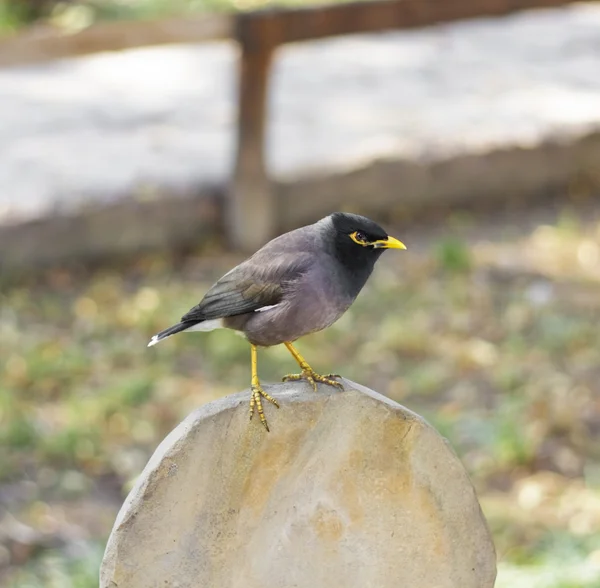 stock image Starling