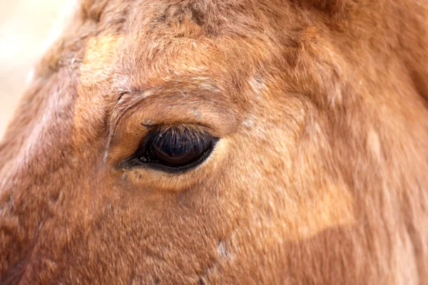 Closeup of a horse's eye — Stockfoto
