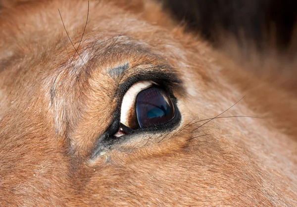 Closeup of a horse's eye — 图库照片