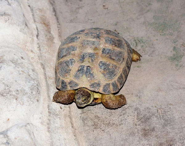 stock image Turtle on rock surface