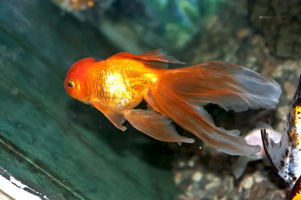 Un hermoso y elegante pez dorado nadando en el agua —  Fotos de Stock