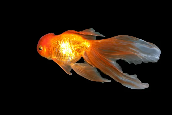 Een prachtige, sierlijke goudvis zwemmen in het water — Stockfoto