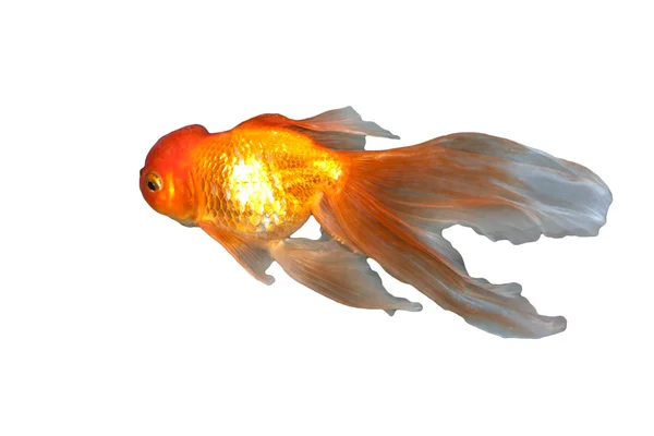 Un bellissimo, grazioso pesce rosso che nuota nell'acqua — Foto Stock