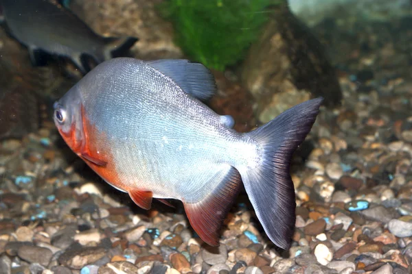 Piranha fisken — Stockfoto