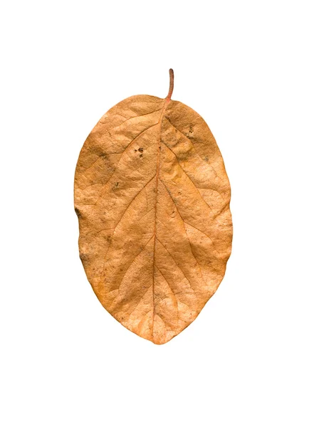 Żółty jesienny liść na białym tle — Zdjęcie stockowe