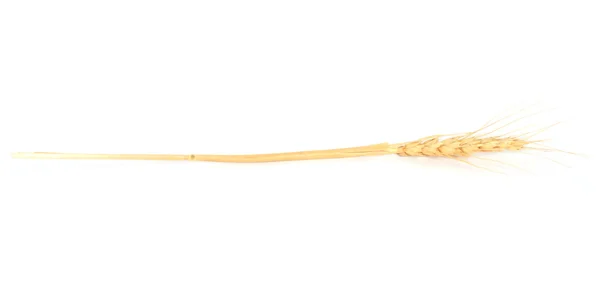 Orelha seca de cultura de cereais em estúdio isolado contra backgr branco — Fotografia de Stock