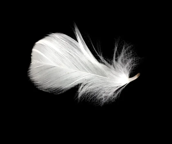 Feather on the black background — Stock Photo, Image