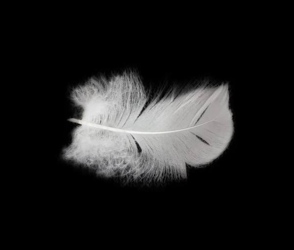 Feather on the black background — Stock Photo, Image