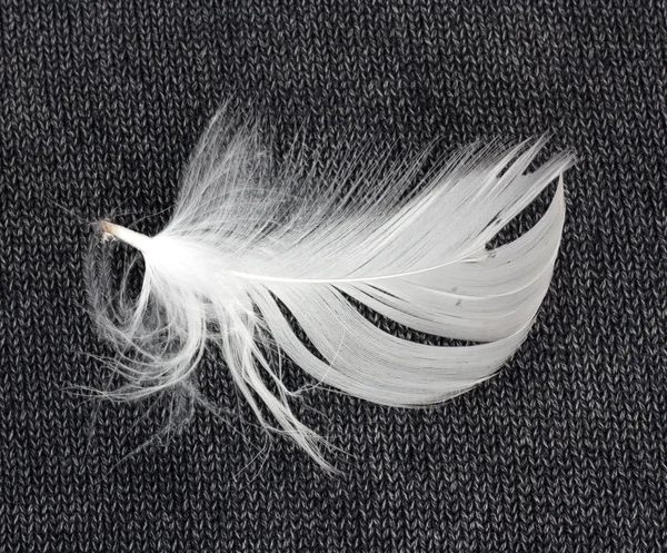 Beyaz tüy — Stok fotoğraf