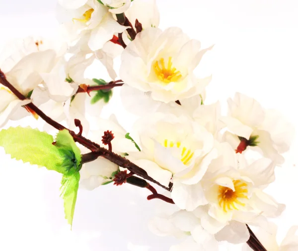Flor de cerejeira isolada em branco . — Fotografia de Stock