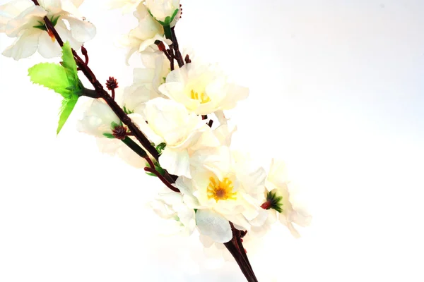 桜の花は白で隔離されます。. — ストック写真