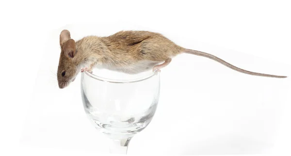 Mouse in a crystal glass Stock Picture