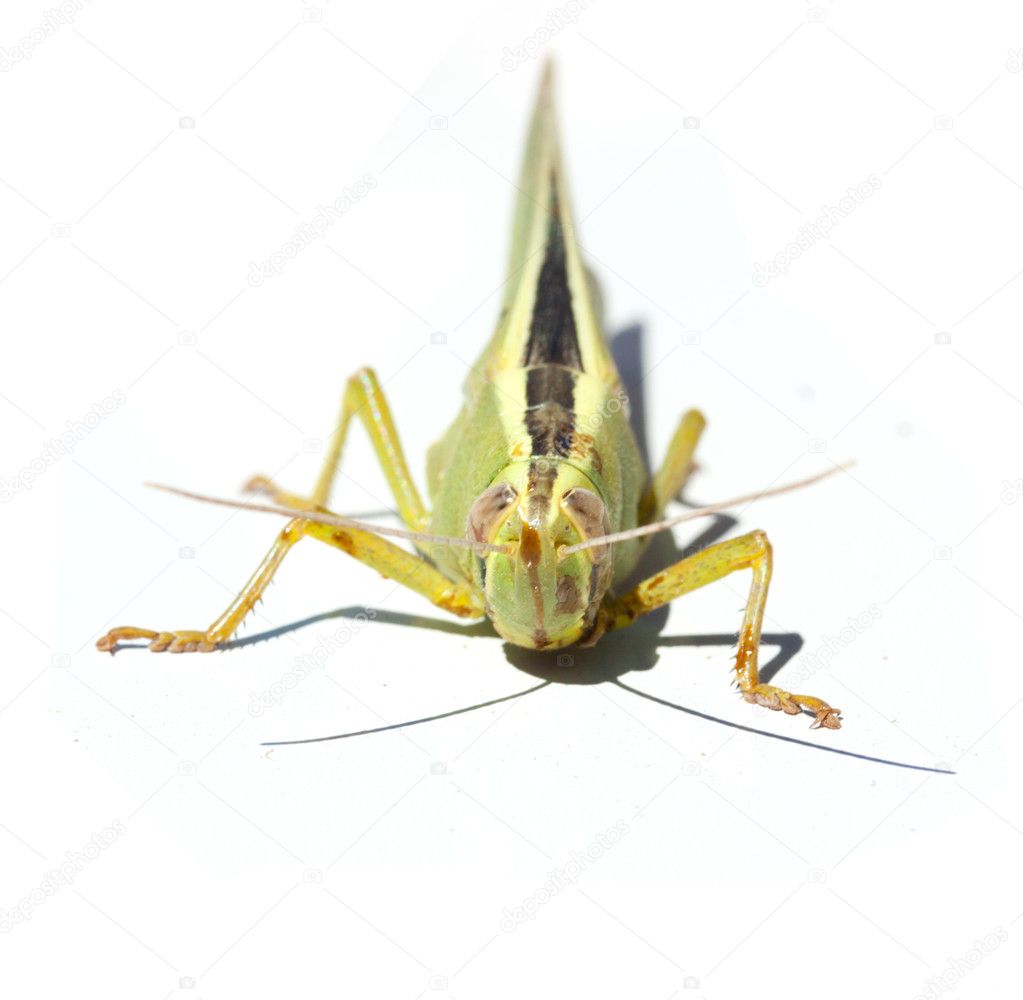 Green insect grasshopper isolated on white