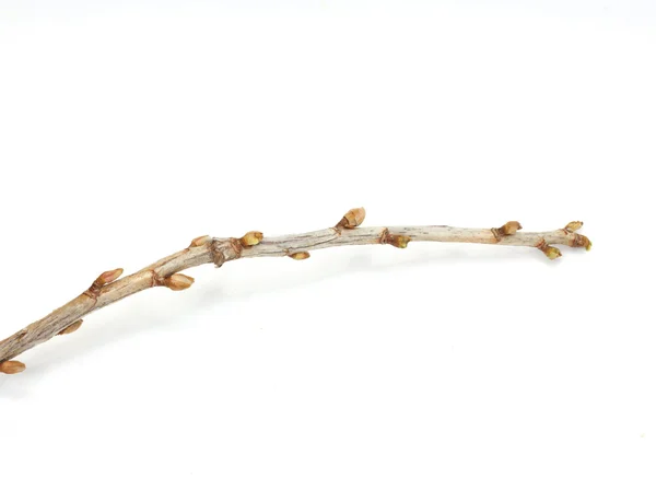 Branches bourgeons de groseille sur fond blanc — Photo