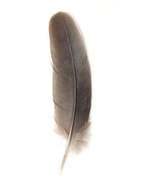 Feather on white background clipart