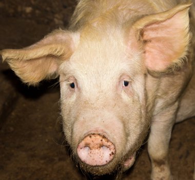 bir çiftlikte domuz
