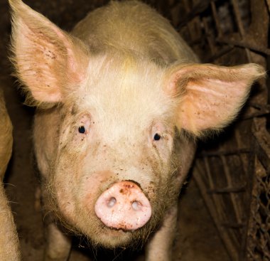 bir çiftlikte domuz