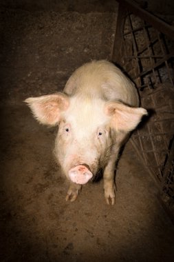 Pig on a farm clipart