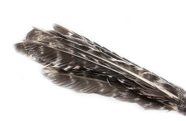 在白色背景上的羽毛 — 图库照片