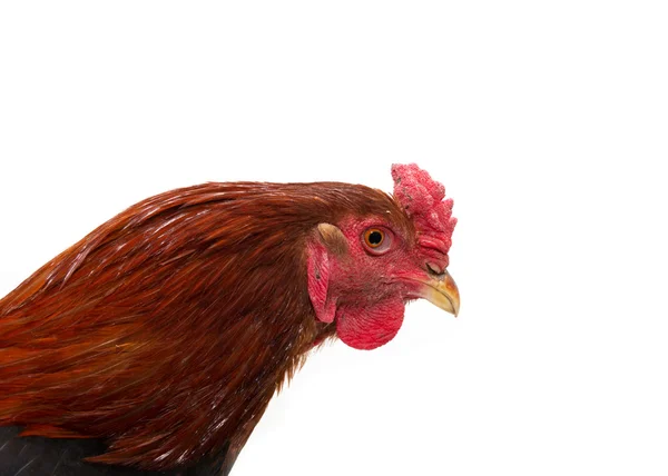 Cock portrait on a white background — Stock Photo, Image