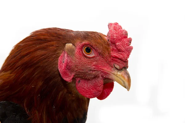 Cock portrait on a white background — Stock Photo, Image