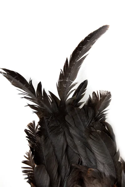 在白色背景上的黑色羽毛公鸡 — 图库照片