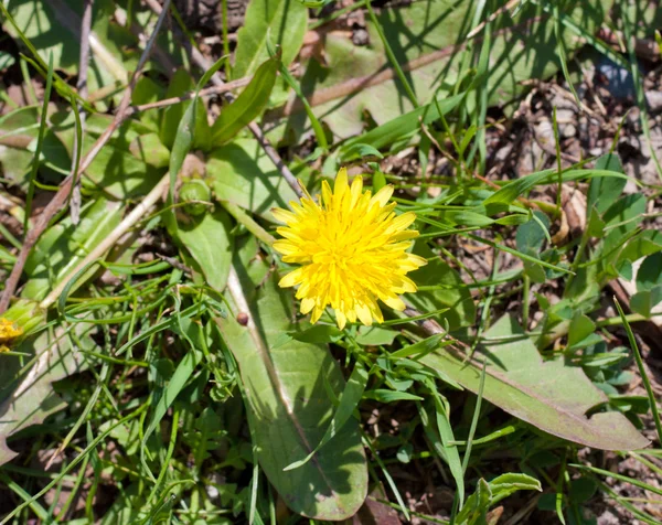 Yellow dandelion in nature — Stock Photo, Image