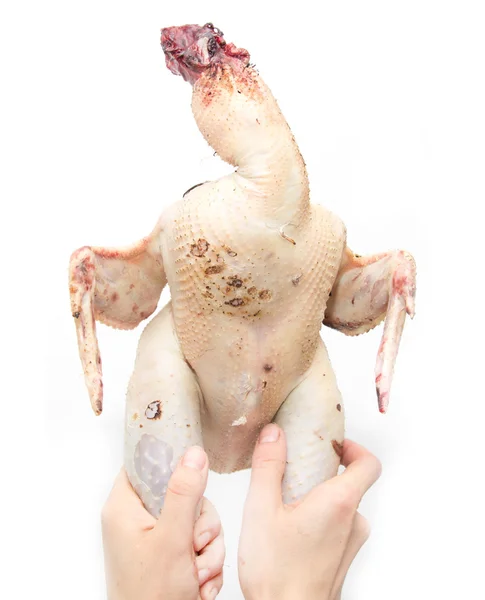 Geschroeid de kip in zijn hand op een witte achtergrond — Stockfoto