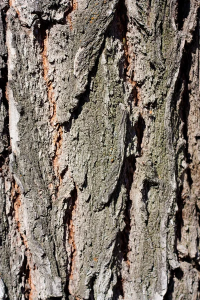 Corteza de árbol en el fondo —  Fotos de Stock