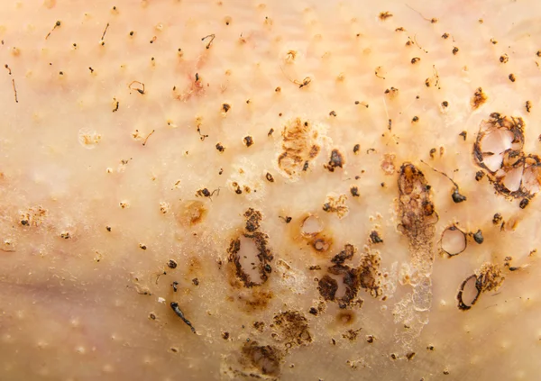Arka plan olarak tavuk derisi — Stok fotoğraf