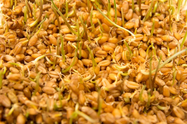 El trigo germinado como fondo —  Fotos de Stock