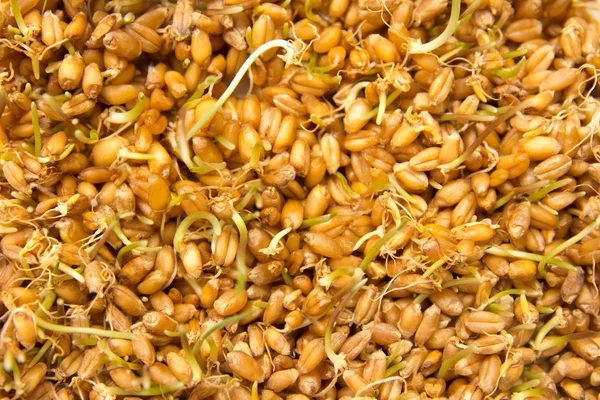 Sprouted wheat as the background — Stock Photo, Image