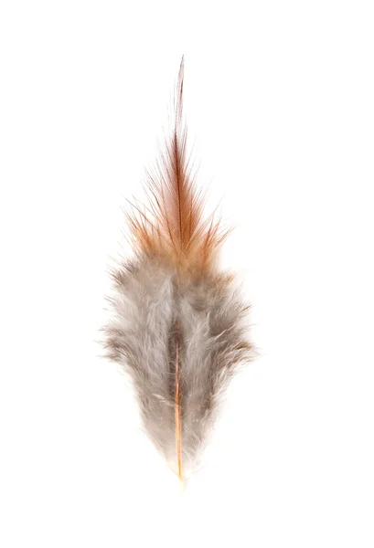 白色背景的羽毛 — 图库照片