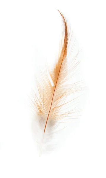 白い背景の上のオレンジ色の羽 — ストック写真