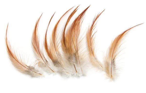 在白色背景上的橙色羽毛 — 图库照片