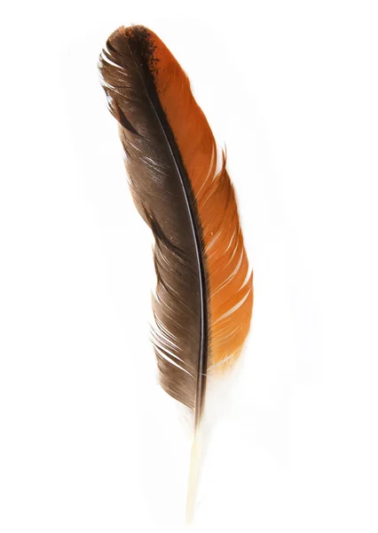 Orangefarbene Federn auf weißem Hintergrund — Stockfoto