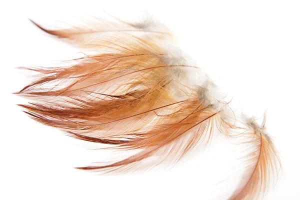 白い背景の上のオレンジ色の羽 — ストック写真