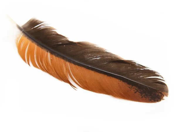 Orange feathers on a white background — Stock Photo, Image