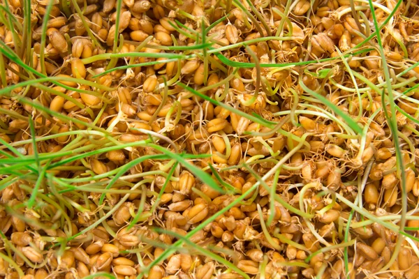 Eine Makro-Nahaufnahme von Weizengras, das von den Wurzeln im — Stockfoto