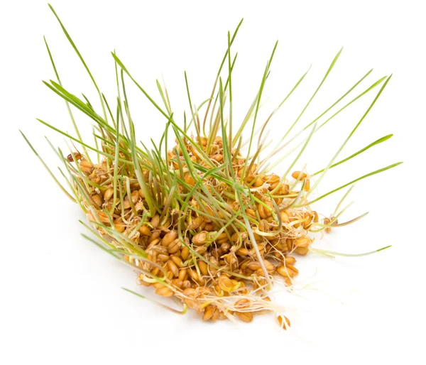 Young wheat sprouts on a white background — Stock Photo, Image