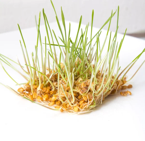 Gekeimter Weizen auf weißem Hintergrund — Stockfoto