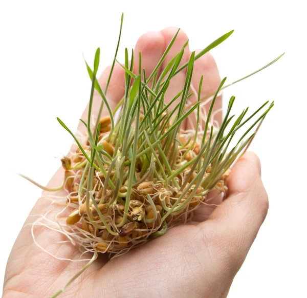 Weizen-Sämling auf der Hand — Stockfoto