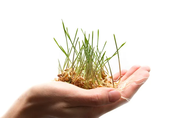 Wheat seedling on the hand — Stok fotoğraf