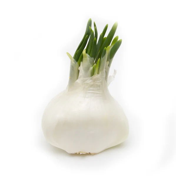 Beyaz zemin üzerine soyulmuş soğan — Stok fotoğraf